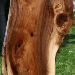 Extra Fancy English Walnut Live Edge Slab