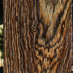 Figured Bocote Lumber