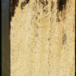 Spalted Tamarind Peppermill