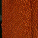 Extra Fancy Leopardwood Lumber