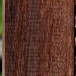 Brazilian Ebony Lumber