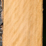 Extra Fancy Castello Boxwood Lumber