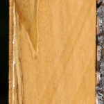 Castello Boxwood Lumber