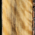 Extra Fancy Castello Boxwood Micro Lumber