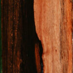Figured Amara Ebony Live Edge Lumber