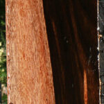 Figured Amara Ebony Lumber