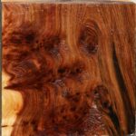 Elm Burl Bowl Blank