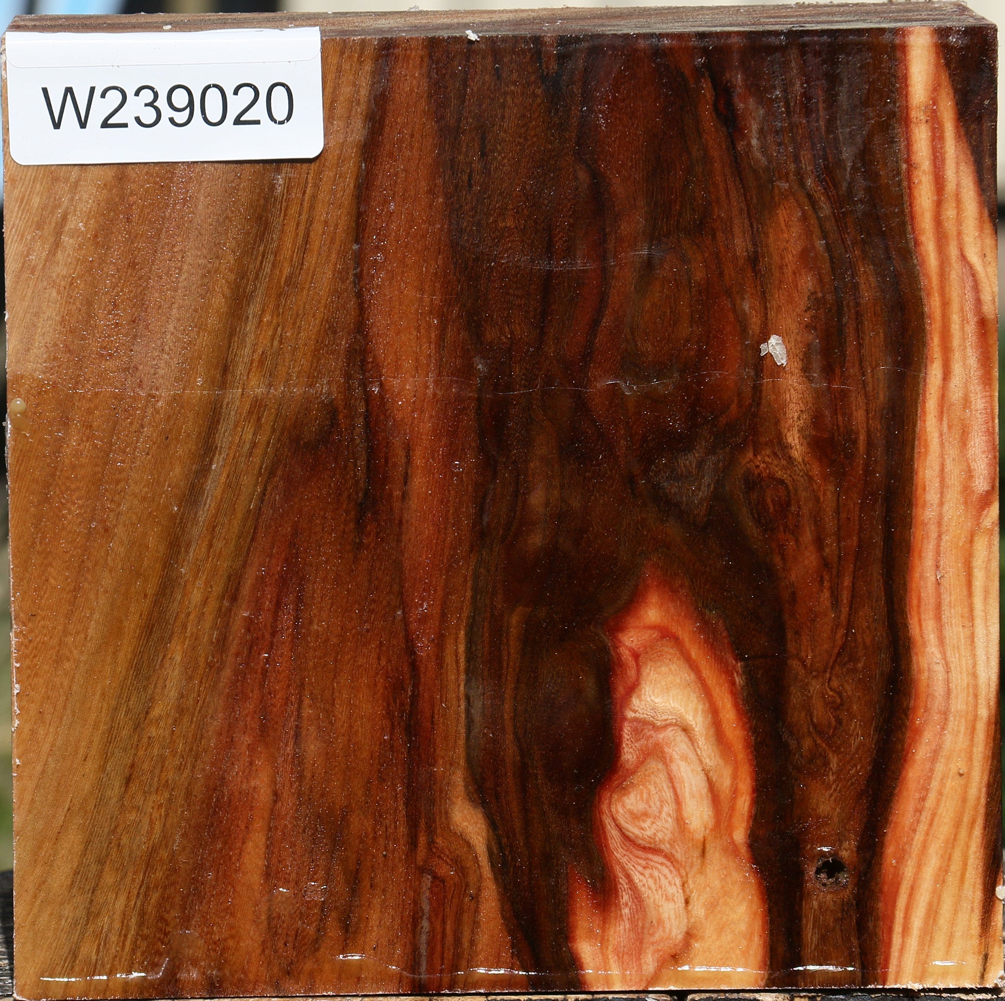 239020_1_96037bd2-4e65-4556-ac54-b4815d02b4c7 Elm Bowl Blank - Image 1