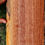 Figured Brazilian Pepperwood Live Edge Lumber