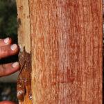 Figured Brazilian Pepperwood Live Edge Lumber