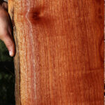 Brazilian Pepperwood Live Edge Lumber