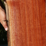 Brazilian Pepperwood Live Edge Lumber