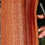Figured Brazilian Pepperwood Live Edge Lumber