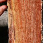Figured Brazilian Pepperwood Live Edge Lumber