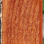 Brazilian Pepperwood Lumber