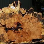 Buckeye Burl Cookie