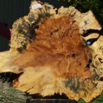 Buckeye Burl Cookie (Free Shipping Excluded)