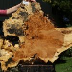 Buckeye Burl Cookie (Free Shipping Excluded)