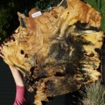 Buckeye Burl Cookie (Free Shipping Excluded)