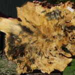 Buckeye Burl Cookie (Free Shipping Excluded)