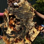 Buckeye Burl Cookie (Free Shipping Excluded)