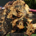 Buckeye Burl Cookie