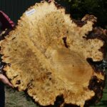 Buckeye Burl Cookie (Free Shipping Excluded)