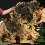 Buckeye Burl Cookie