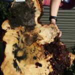 Buckeye Burl Cookie