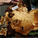 Buckeye Burl Cookie