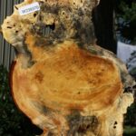 Buckeye Burl Cookie