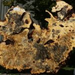 Buckeye Burl Cookie (Free Shipping Excluded)