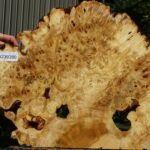 Buckeye Burl Cookie