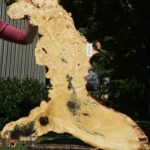 Buckeye Burl Cookie (Free Shipping Excluded)