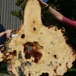 Buckeye Burl Cookie (Free Shipping Excluded)