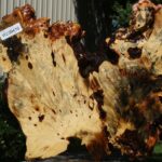 Buckeye Burl Cookie