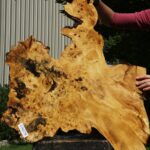 Buckeye Burl Cookie