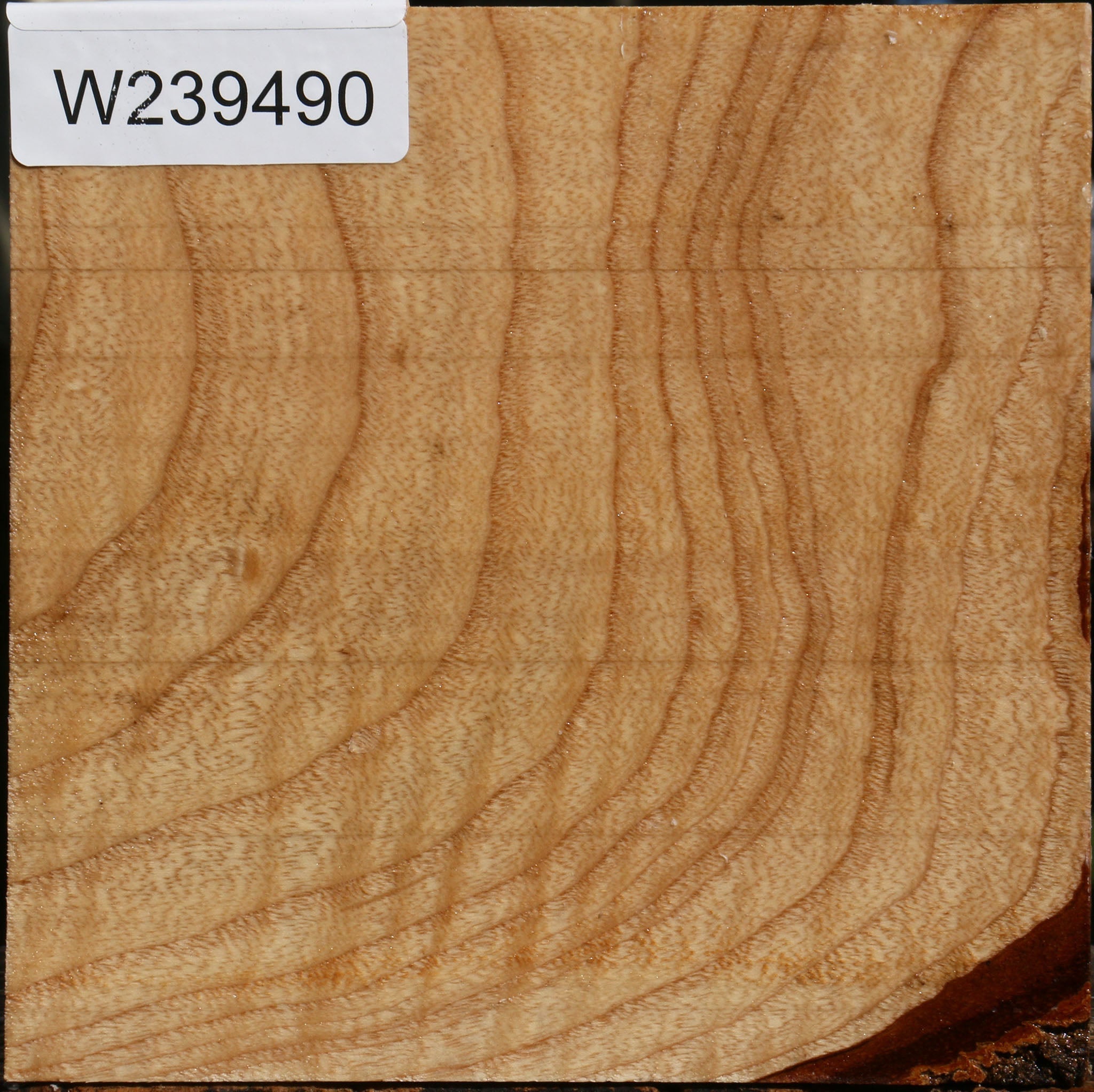 239490_1_43474b62-ddcb-45f5-b228-761081f87308 Figured Modesto Ash Bowl Blank - Image 1