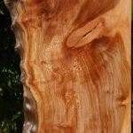 Figured Rustic Sycamore Live Edge Lumber