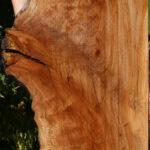 Figured Rustic Sycamore Live Edge Lumber