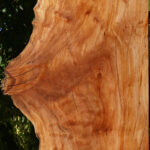 Figured Rustic Sycamore Live Edge Lumber