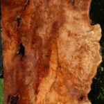 Figured Rustic Sycamore Live Edge Lumber