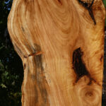 Zelkova Live Edge Lumber