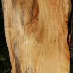 Figured Zelkova Live Edge Lumber