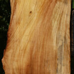 Figured Zelkova Live Edge Lumber