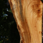 Zelkova Live Edge Lumber