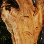 Figured Zelkova Live Edge Lumber