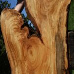 Figured Zelkova Live Edge Lumber