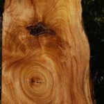 Figured Zelkova Live Edge Lumber