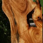 Zelkova Live Edge Lumber